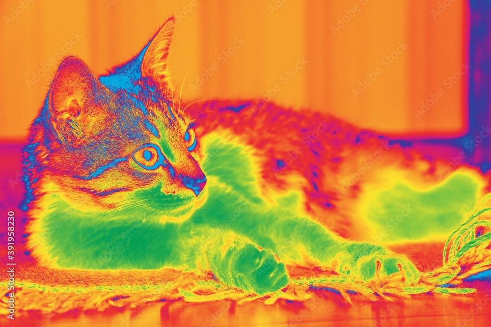 Termografía gato